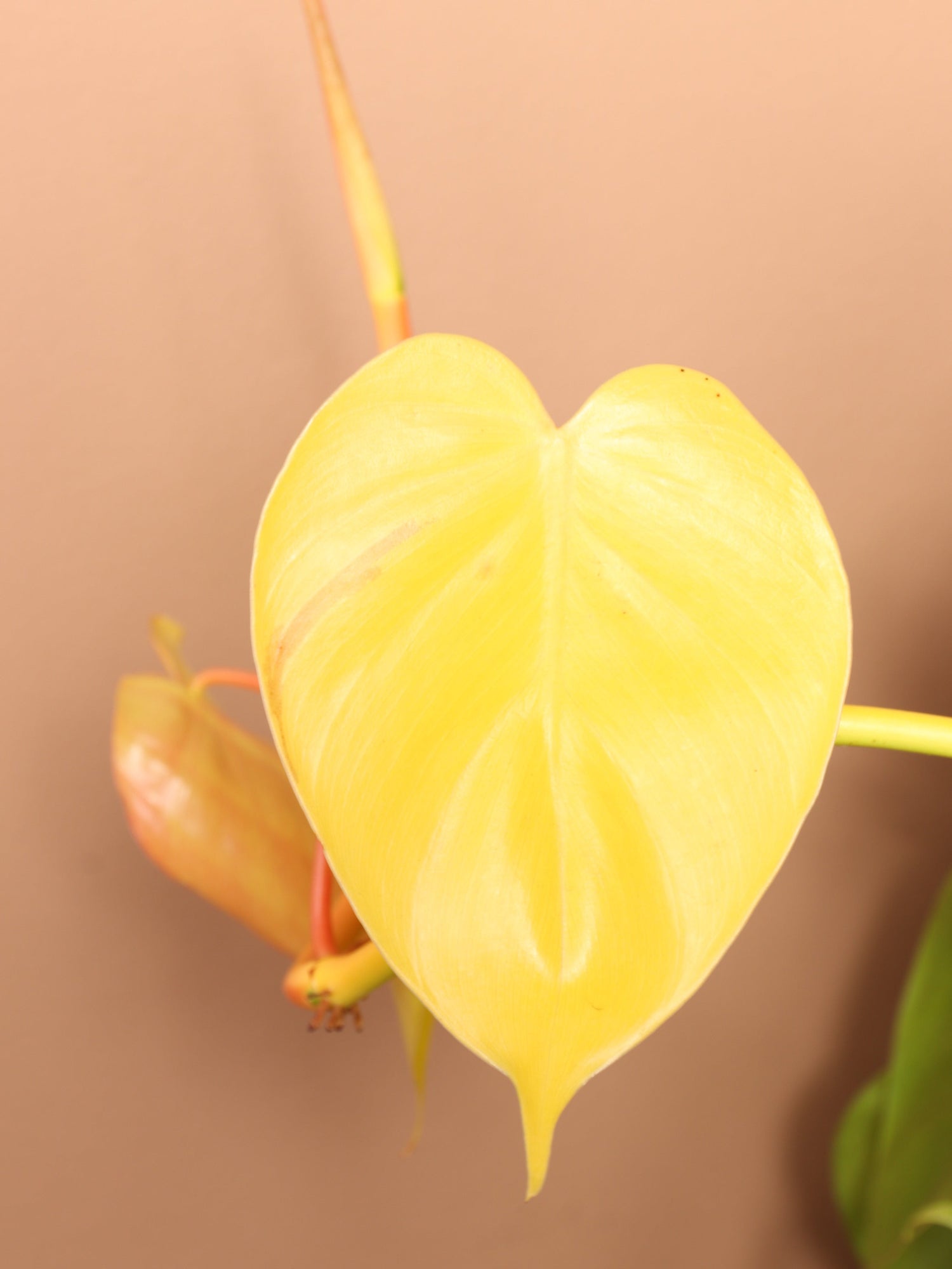 Large Philodendron Cordatum Neon