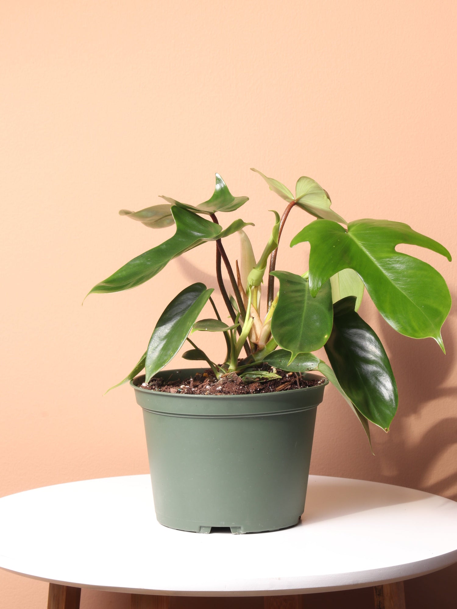 Medium Philodendron &
