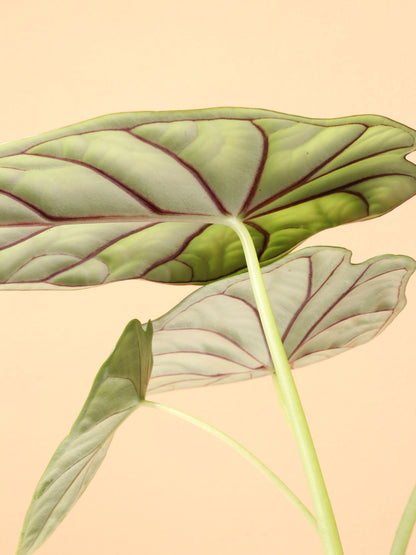 Medium Alocasia Dragon Scale