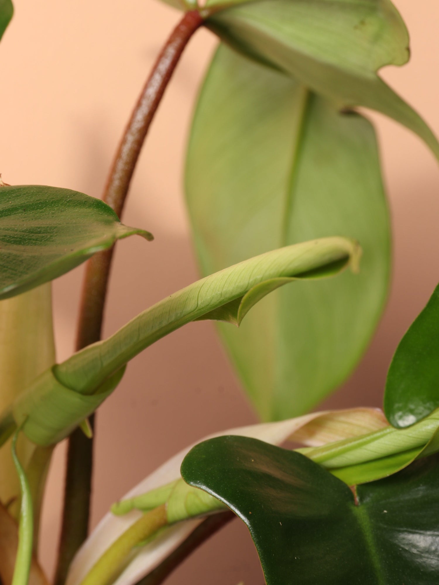 Medium Philodendron &