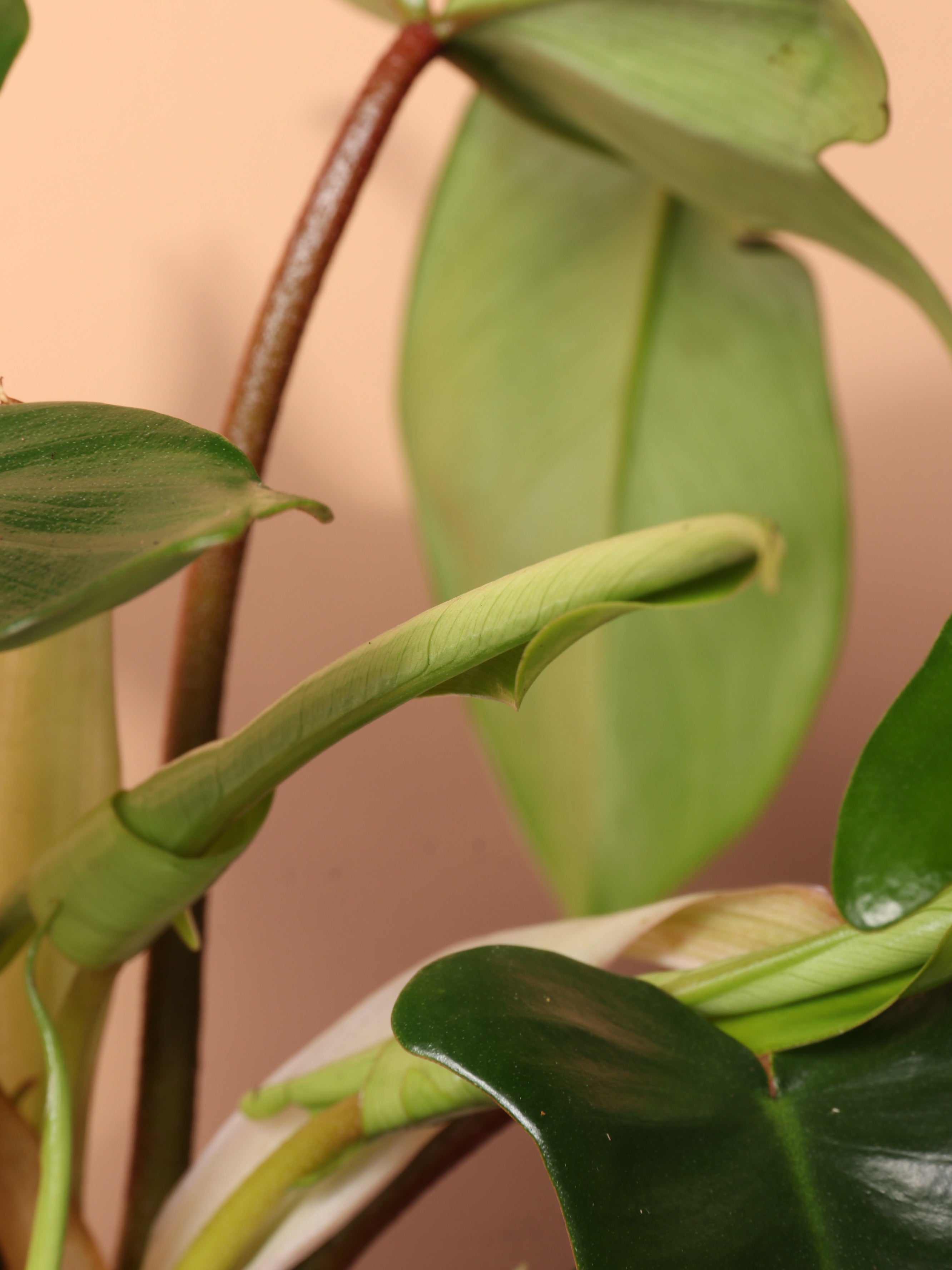 Medium Philodendron &
