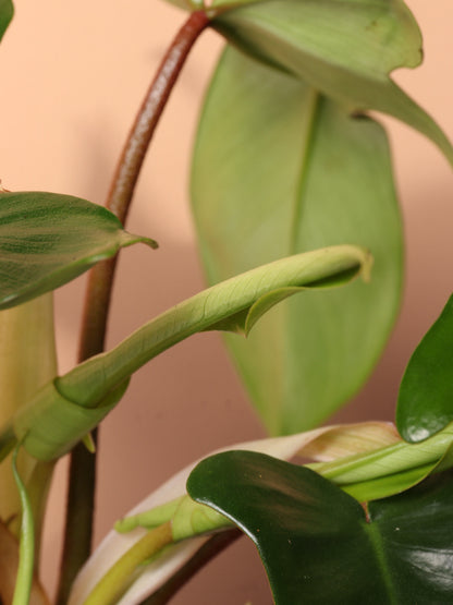 Medium Philodendron &