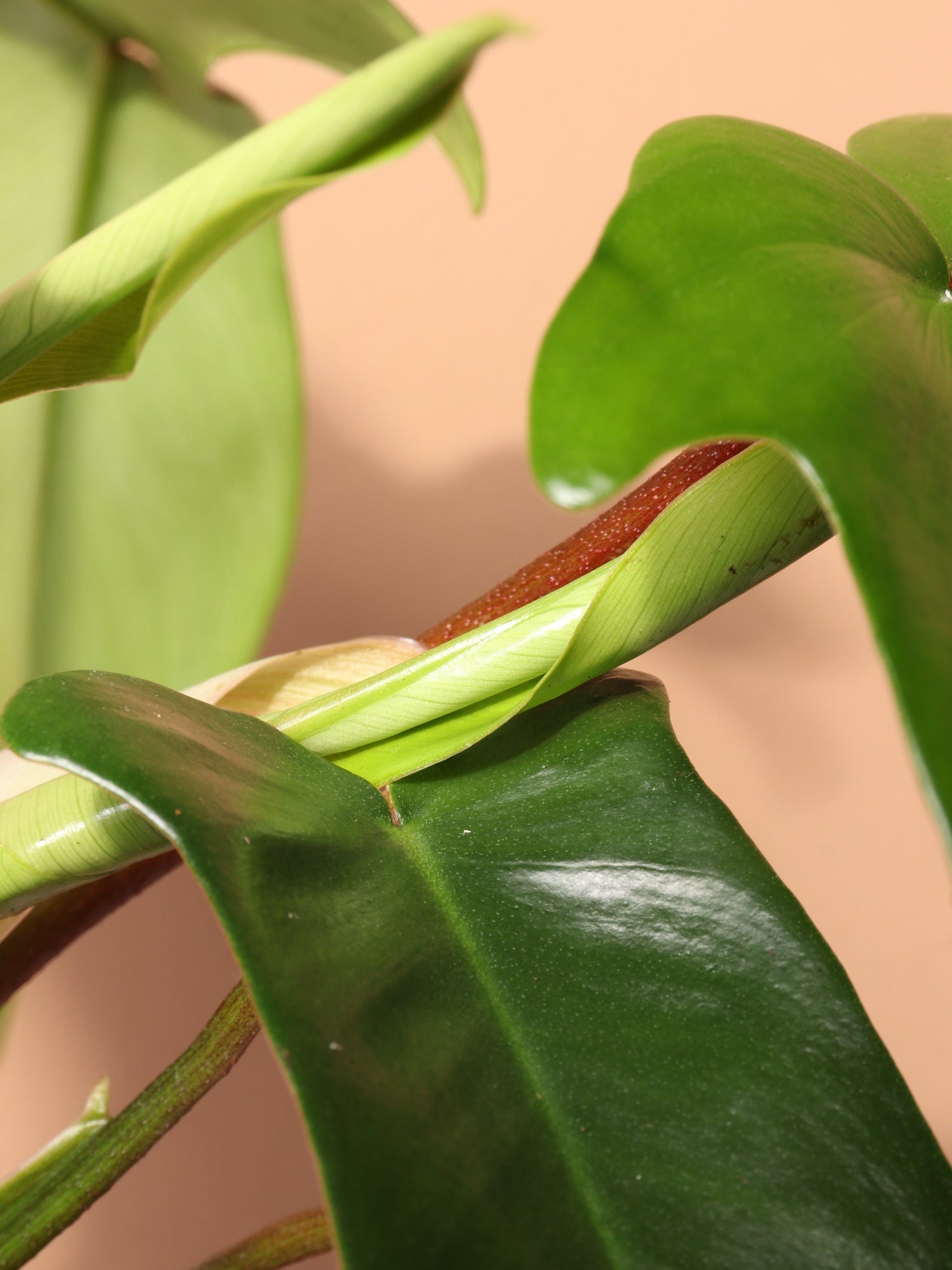 Medium Philodendron &