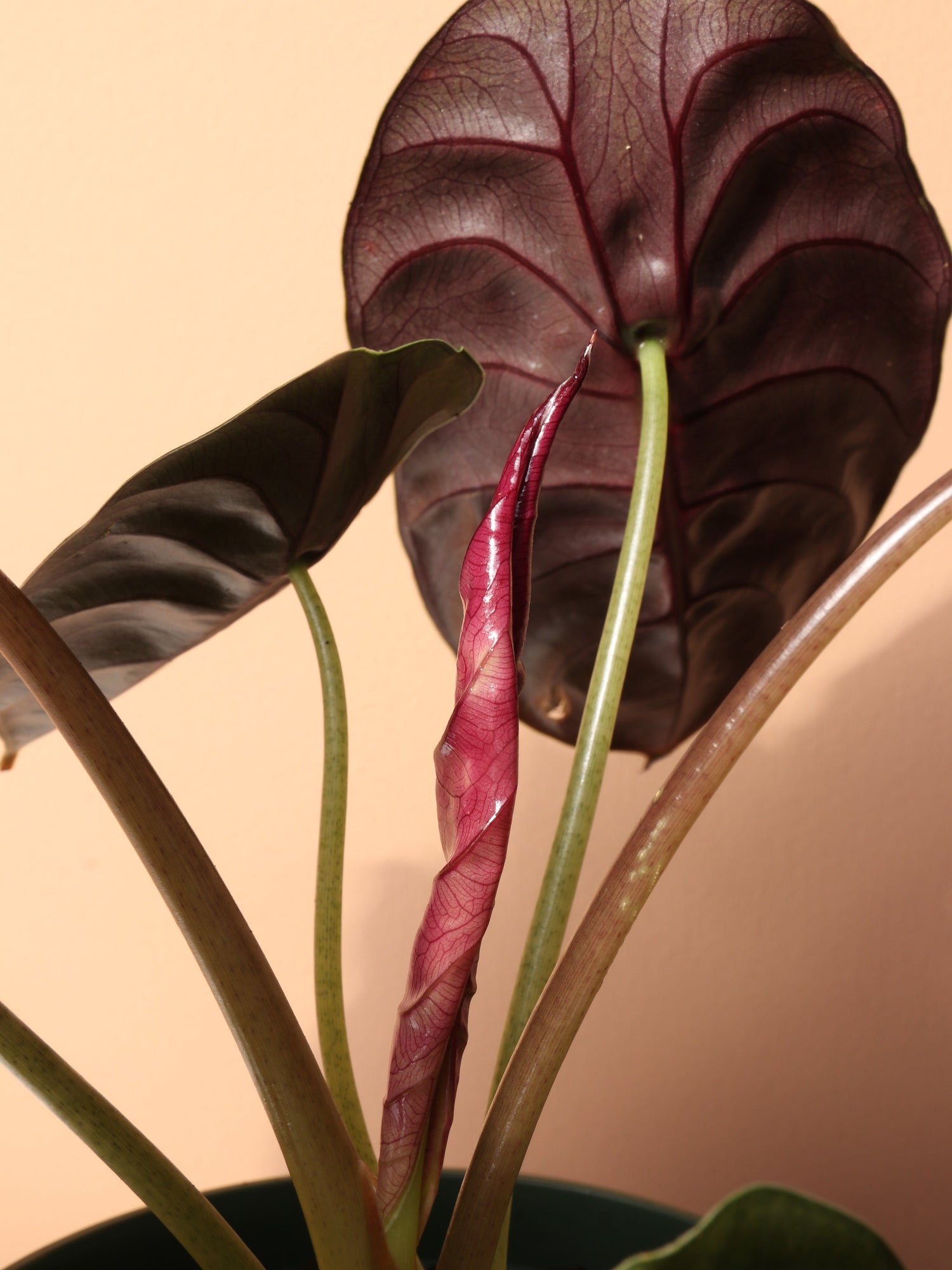 Medium Alocasia &