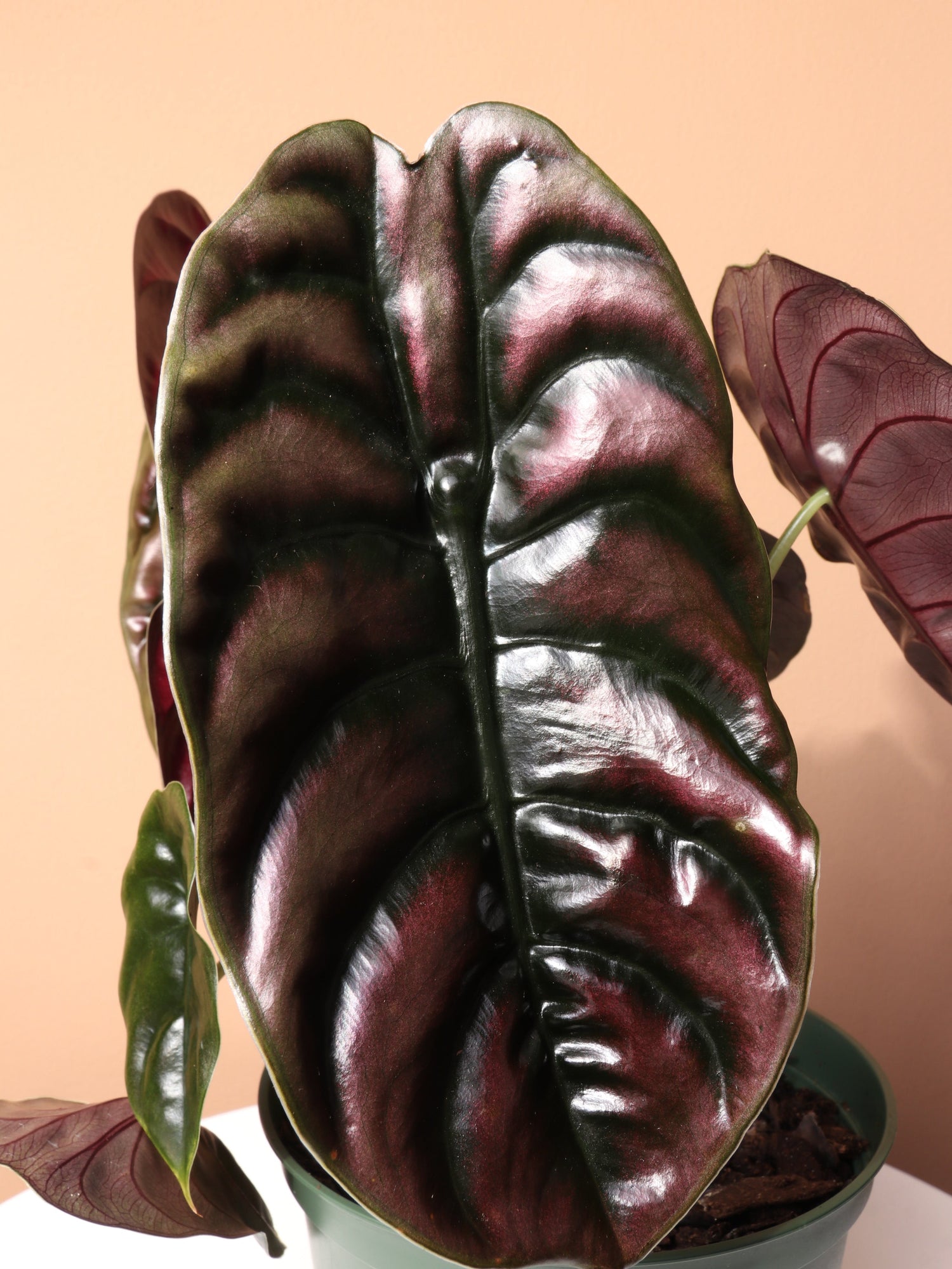 Medium Alocasia &