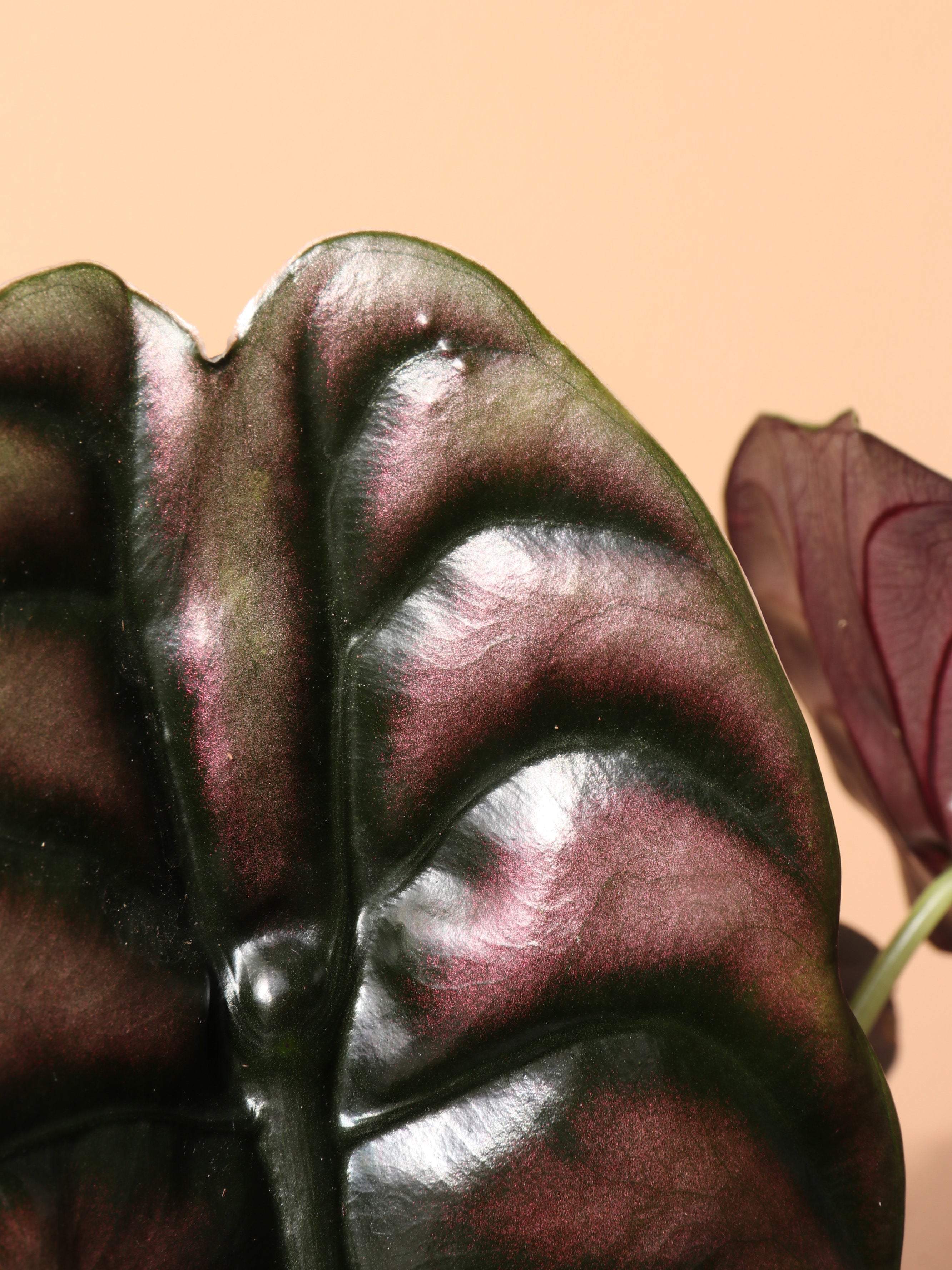 Medium Alocasia &