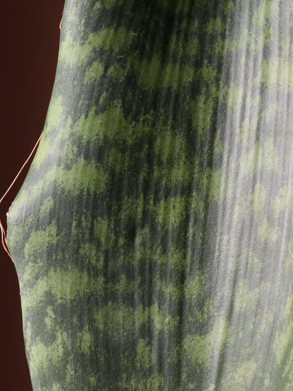 Medium Whale Fin Snake Plant
