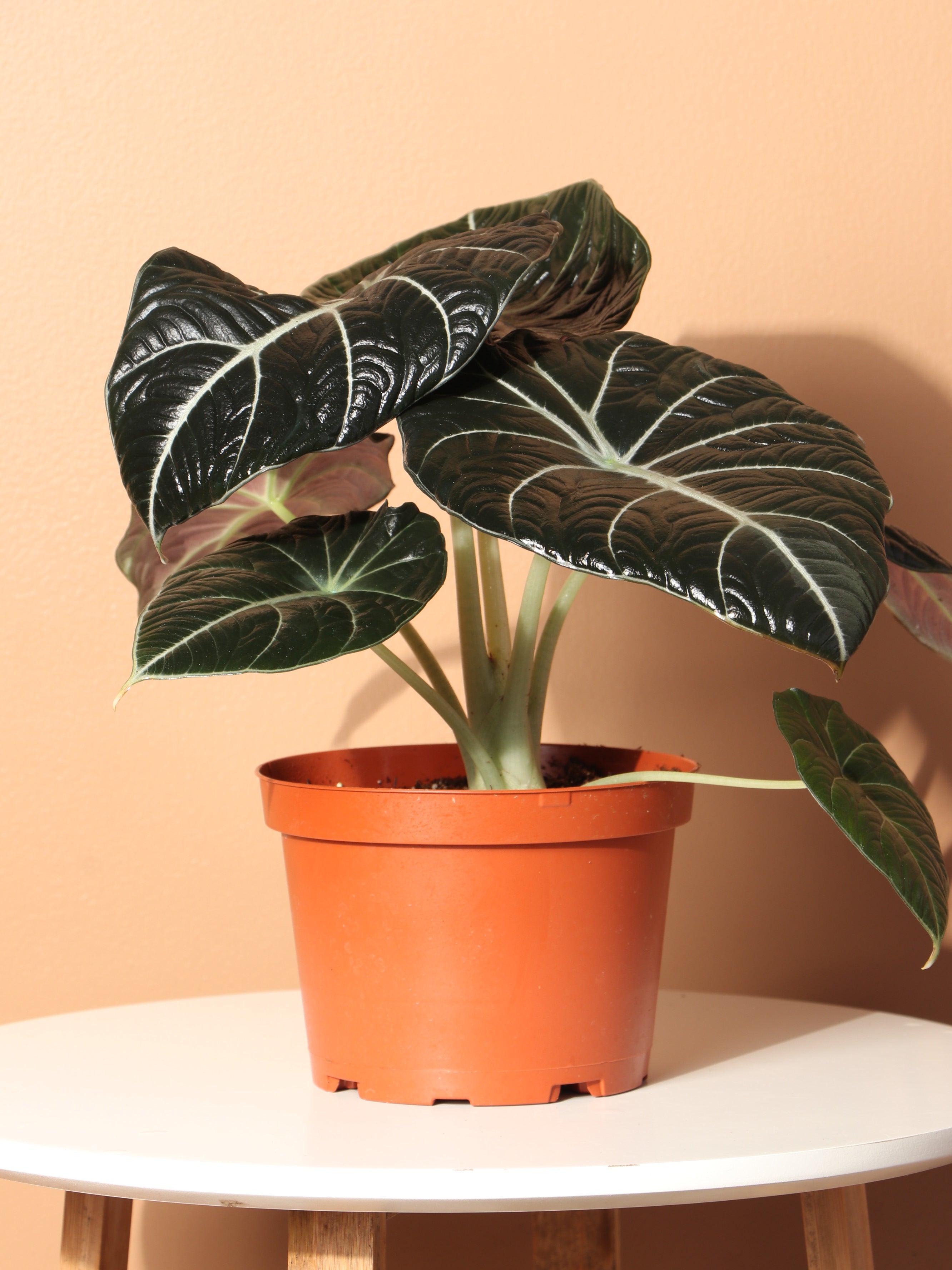 Medium Alocasia &