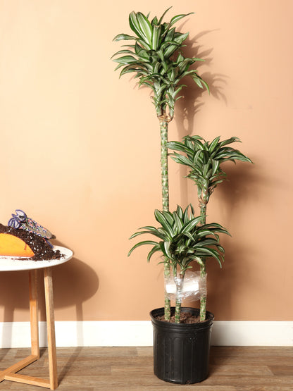 Large Dracaena &