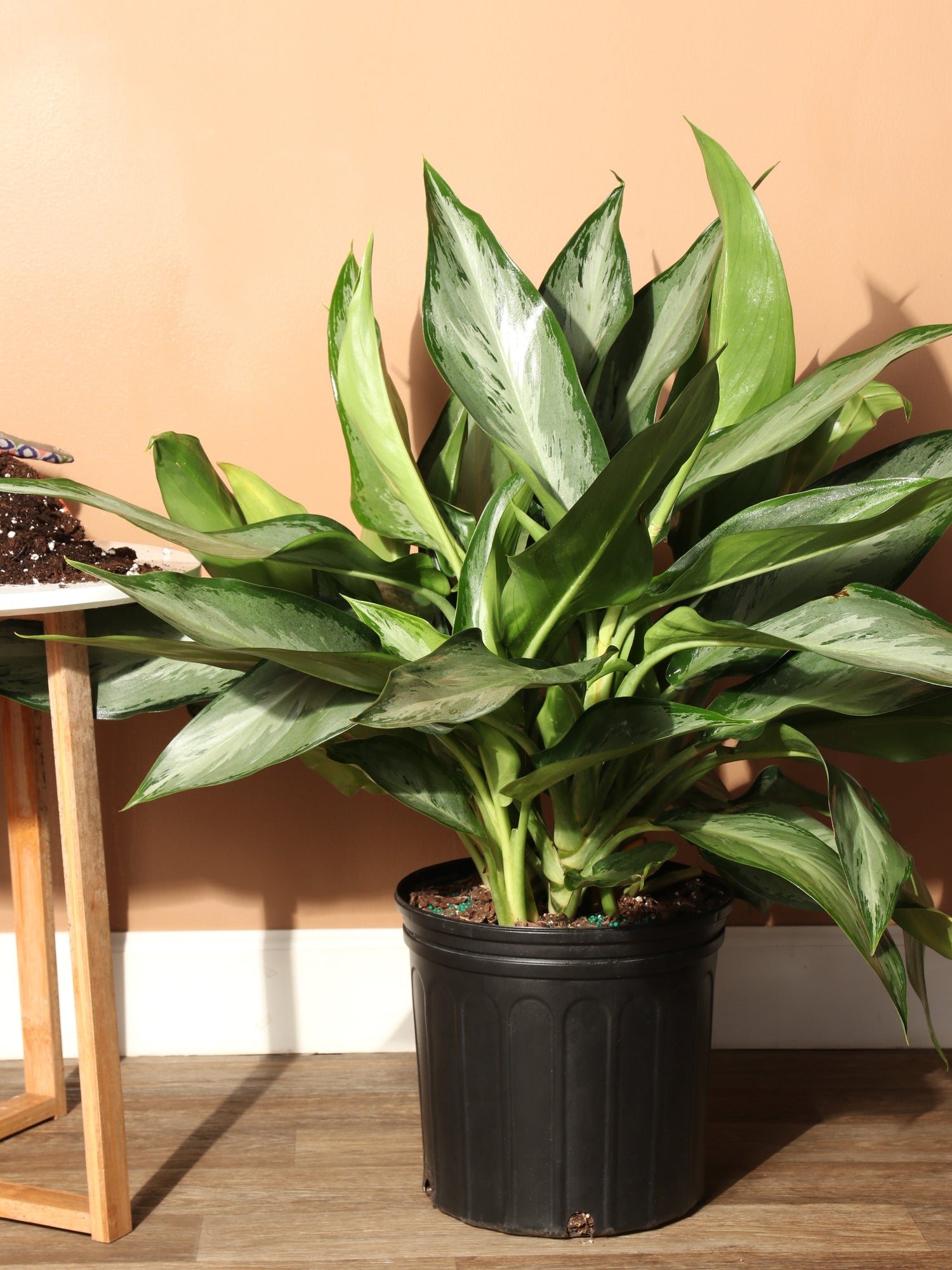 Large Aglaonema &