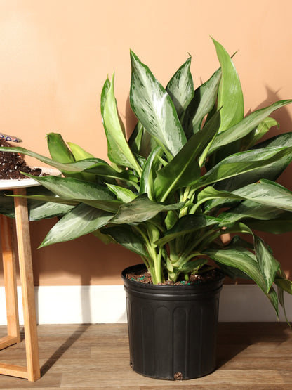 Large Aglaonema &