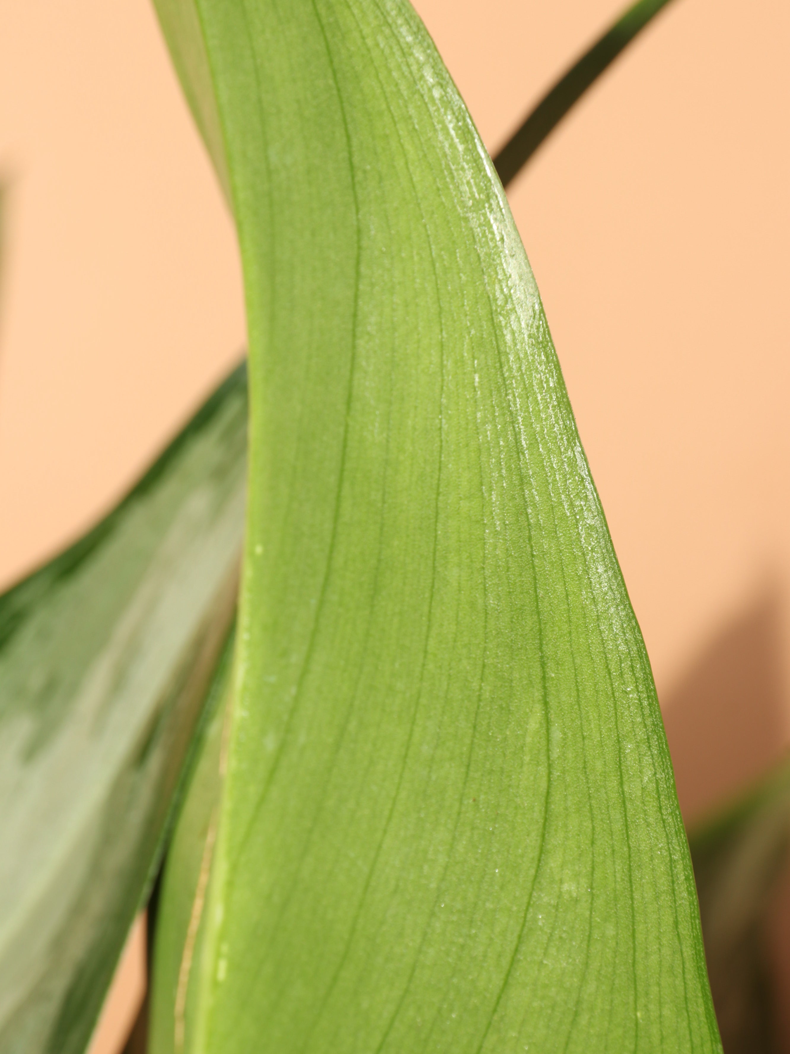 Large Aglaonema &