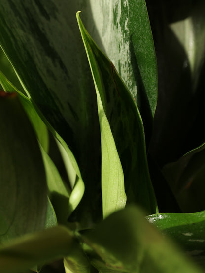 Large Aglaonema &