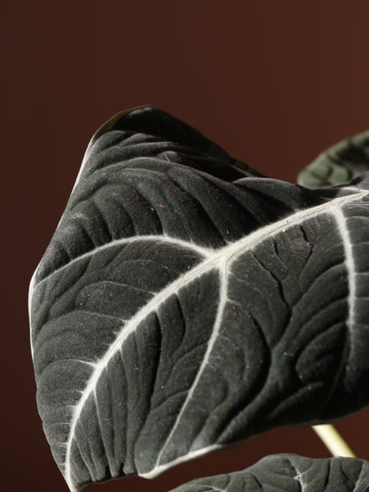 Medium Alocasia &