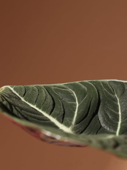 Medium Alocasia &
