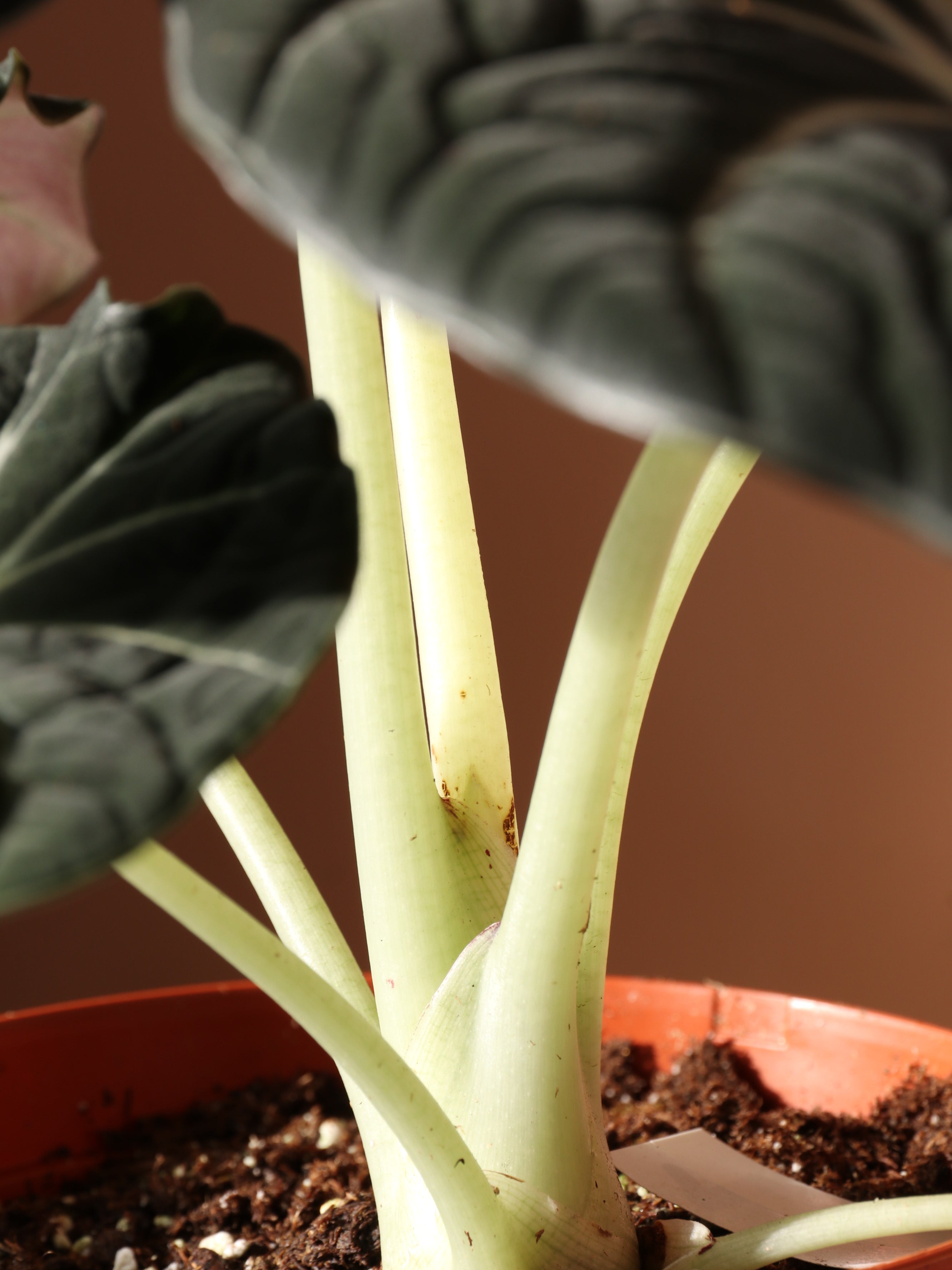 Medium Alocasia &