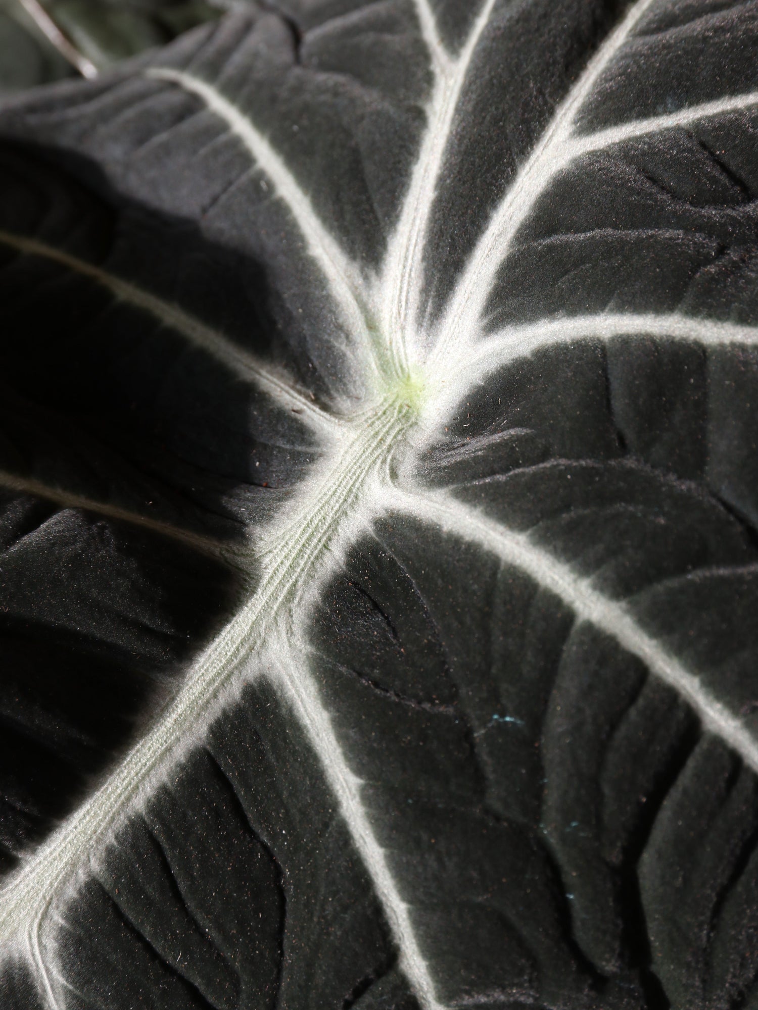 Medium Alocasia &