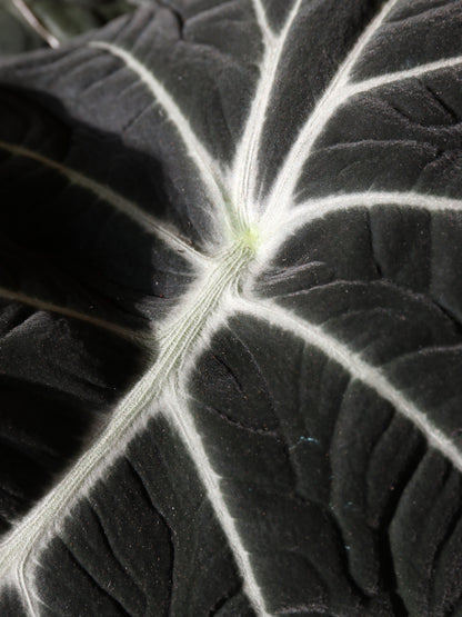 Medium Alocasia &
