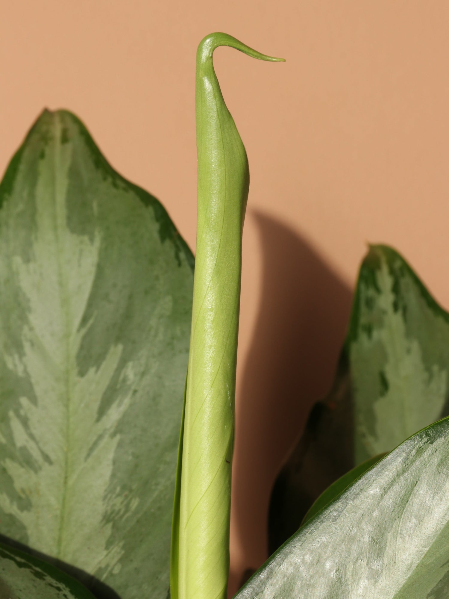Medium Aglaonema &