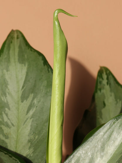 Medium Aglaonema &