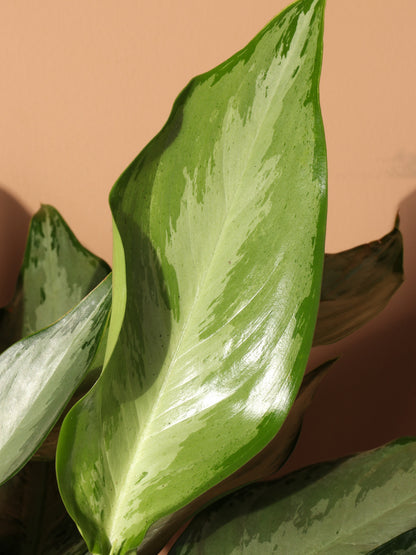 Medium Aglaonema &