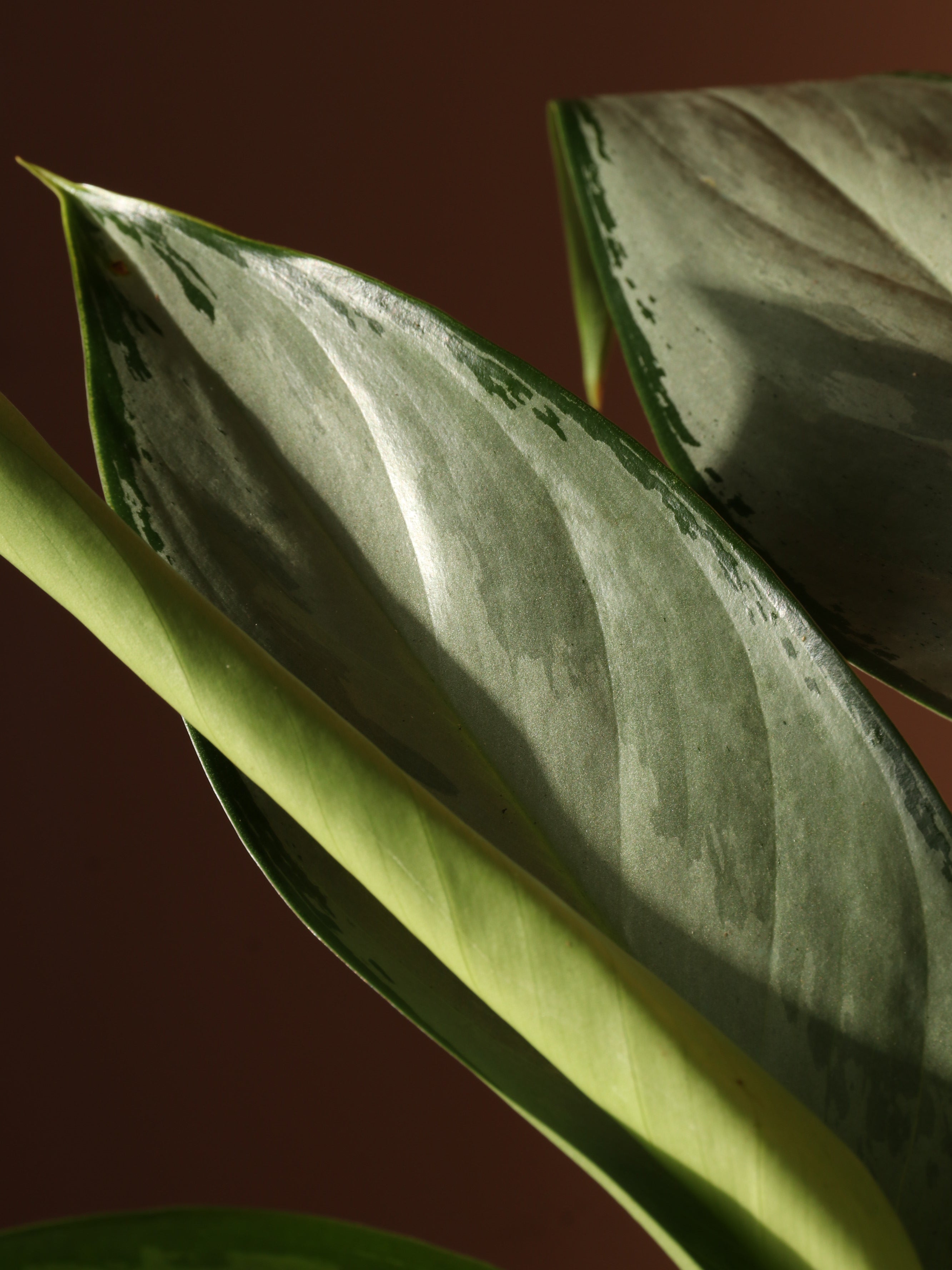 Medium Aglaonema &