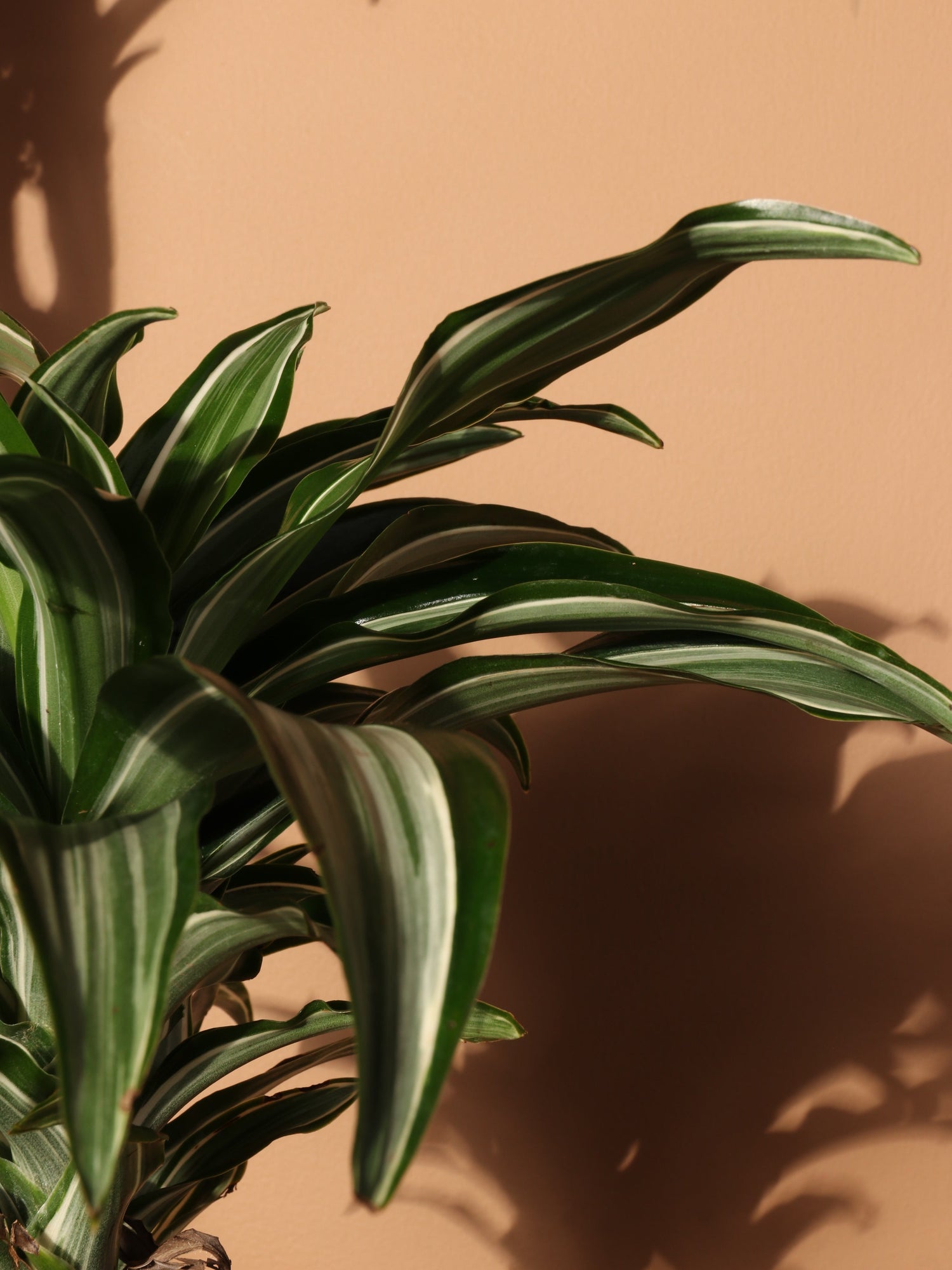 Large Dracaena &
