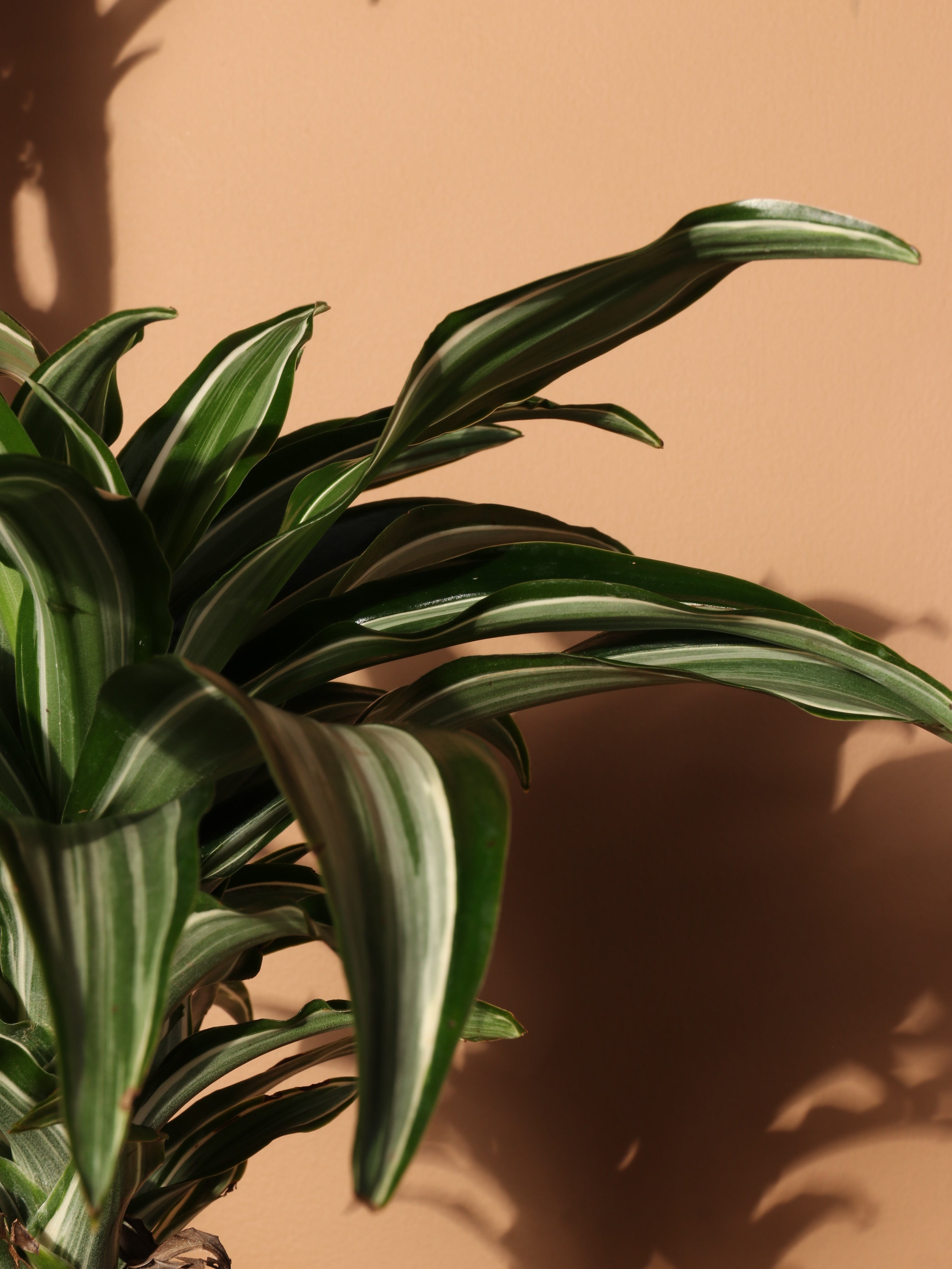Large Dracaena &