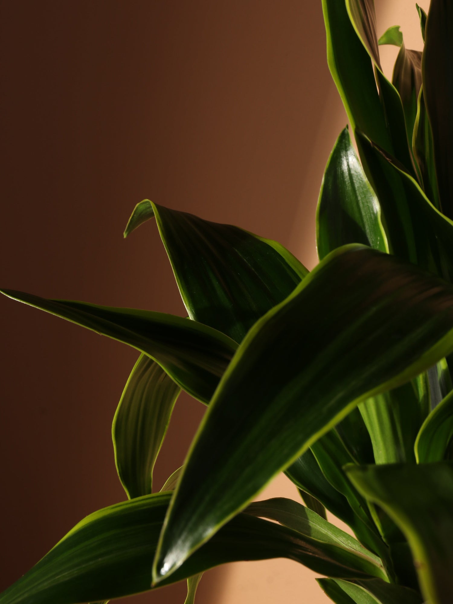 Large Dracaena &