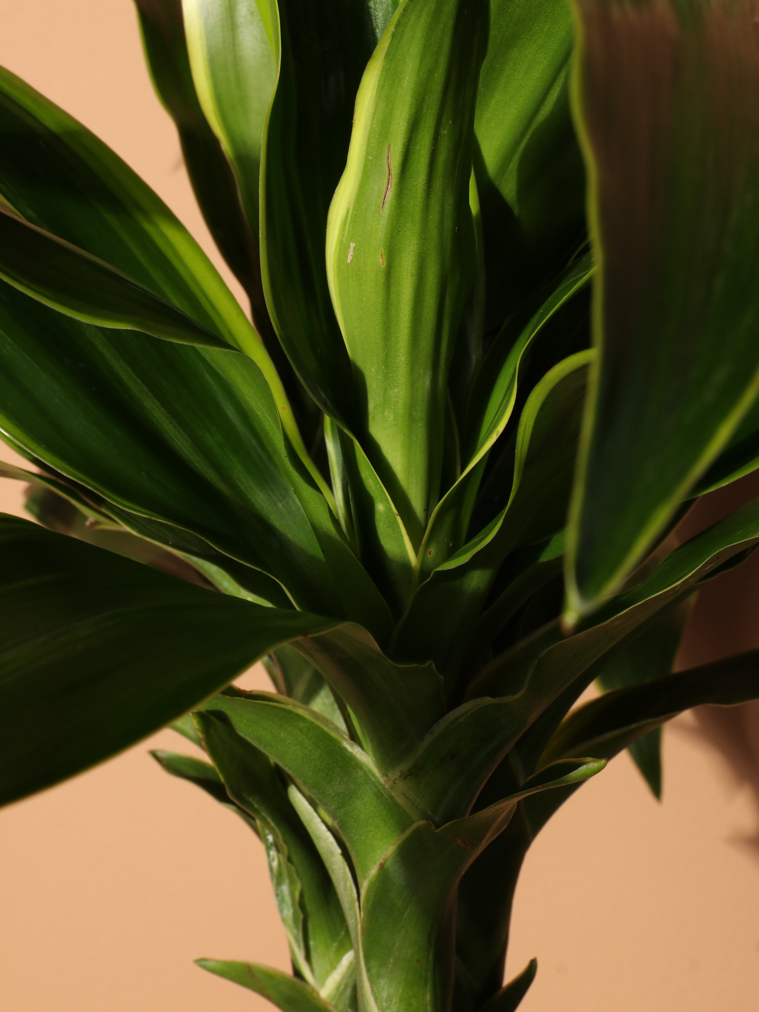 Large Dracaena &