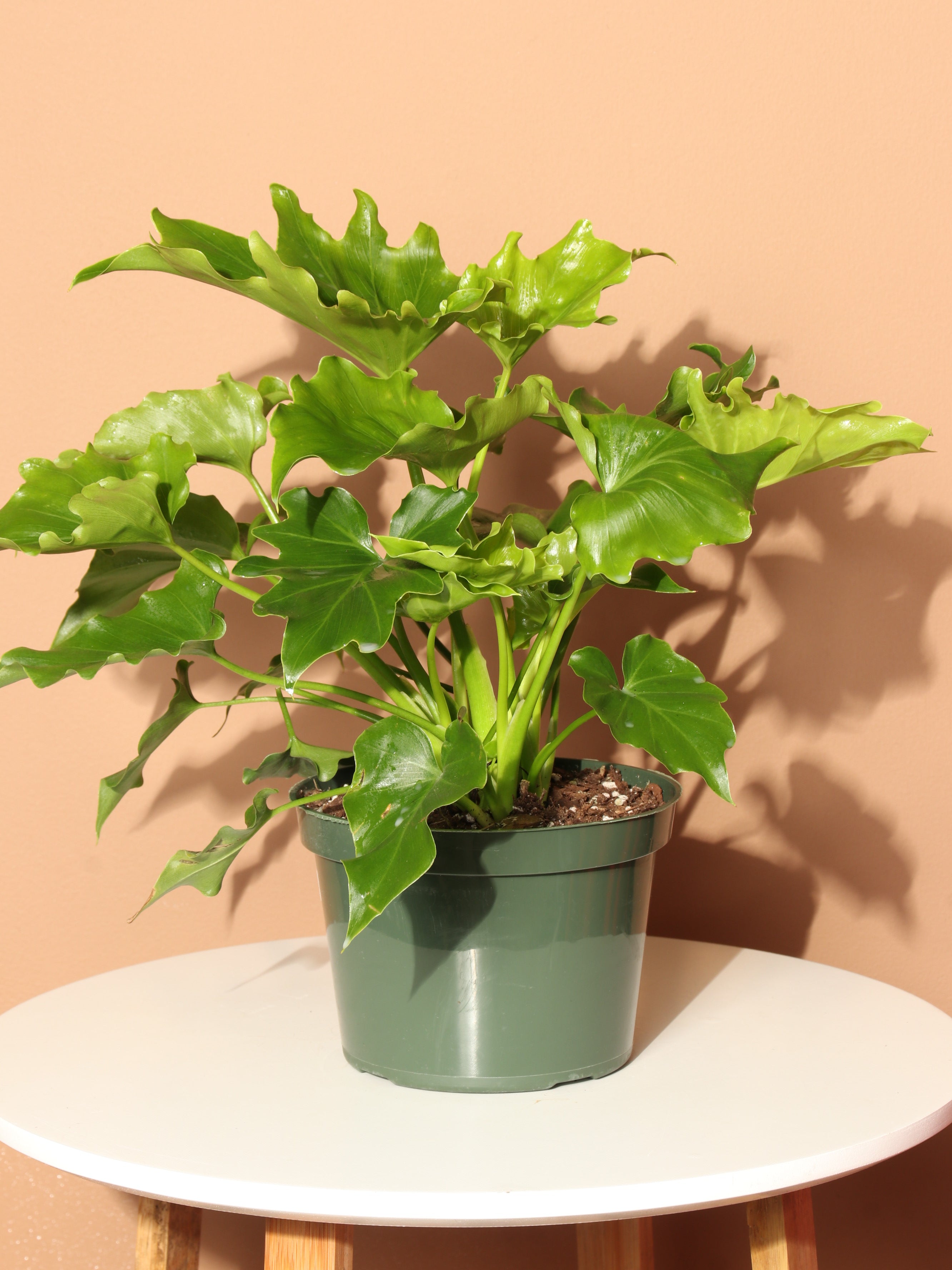 Medium Philodendron &