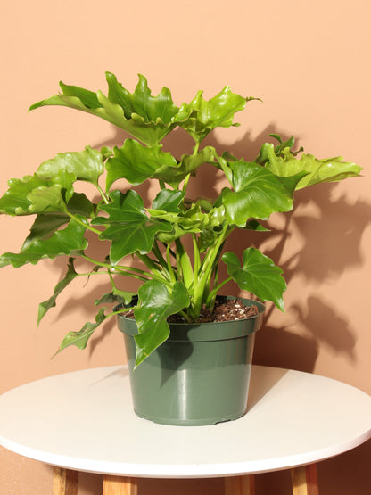 Medium Philodendron &