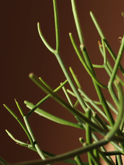 Medium Pencil Cactus