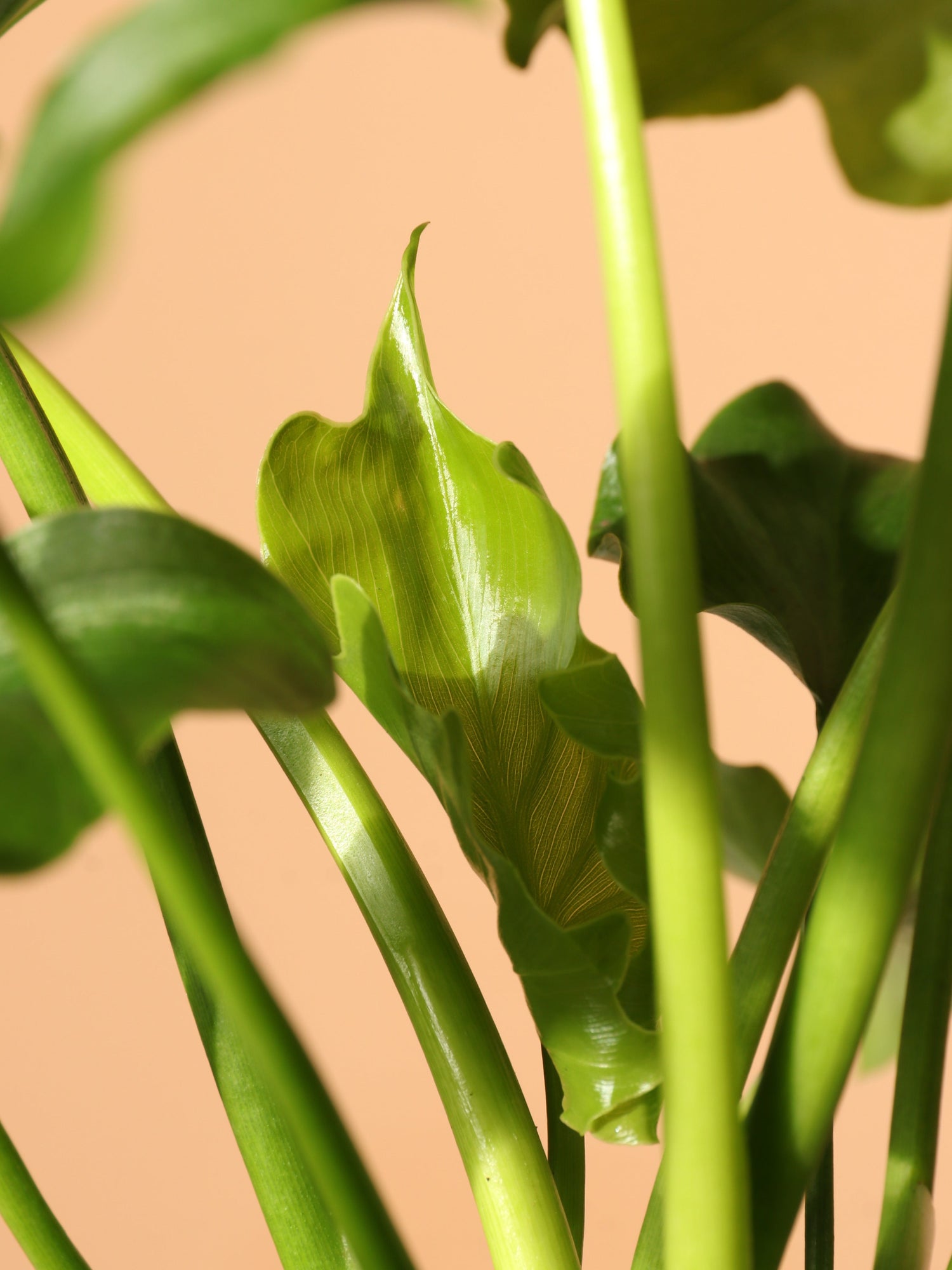 Medium Philodendron &