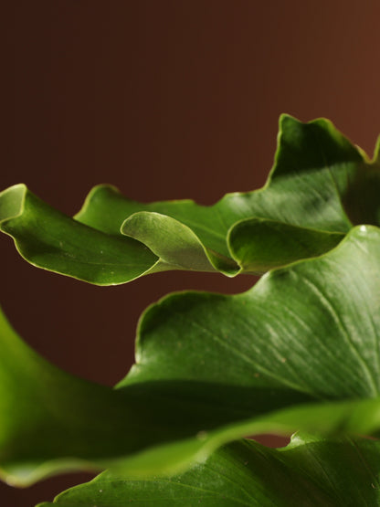 Medium Philodendron &