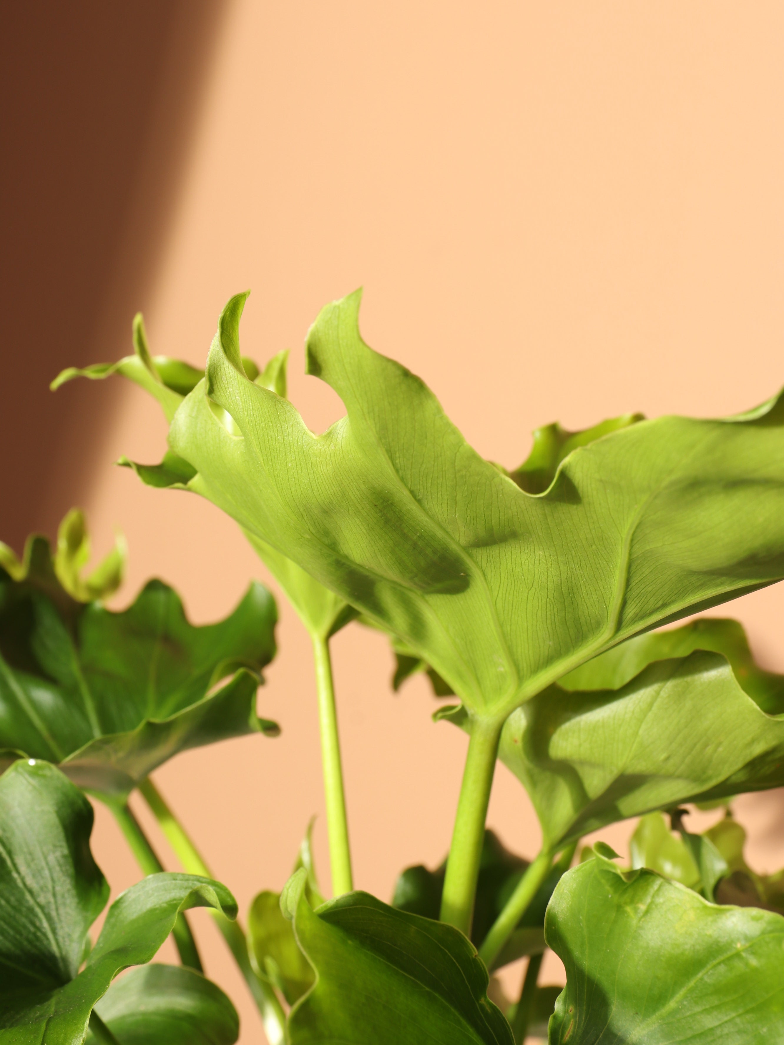 Medium Philodendron &