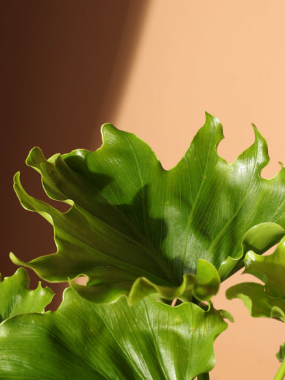 Medium Philodendron &