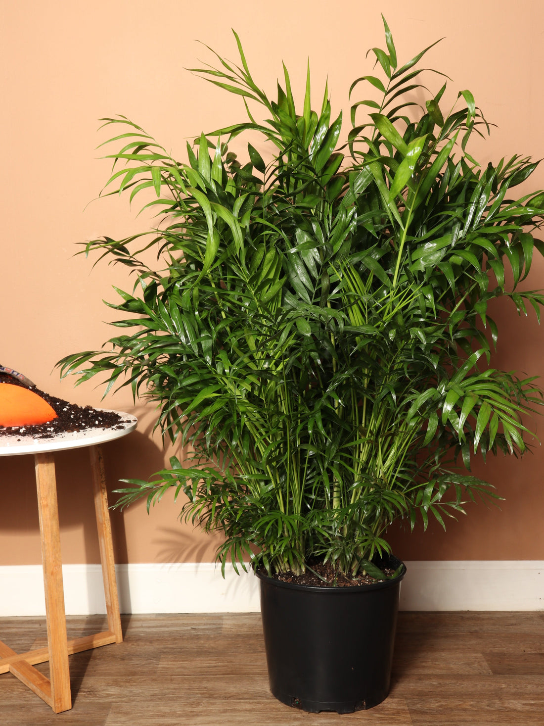 Large Parlor Palm