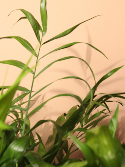 Large Parlor Palm