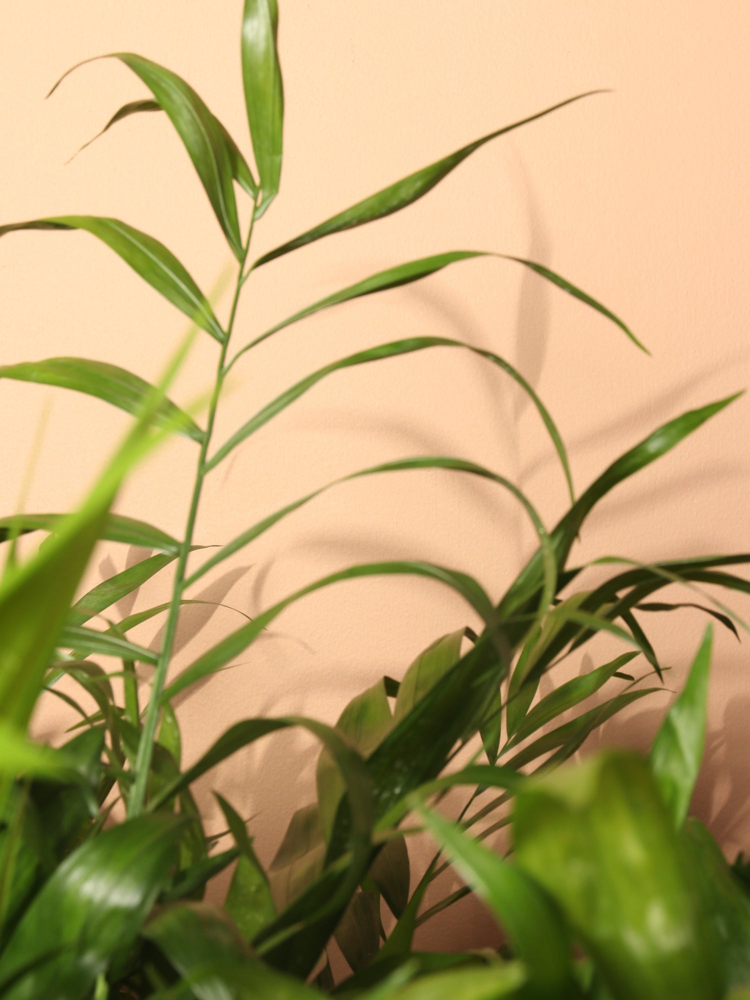 Large Parlor Palm