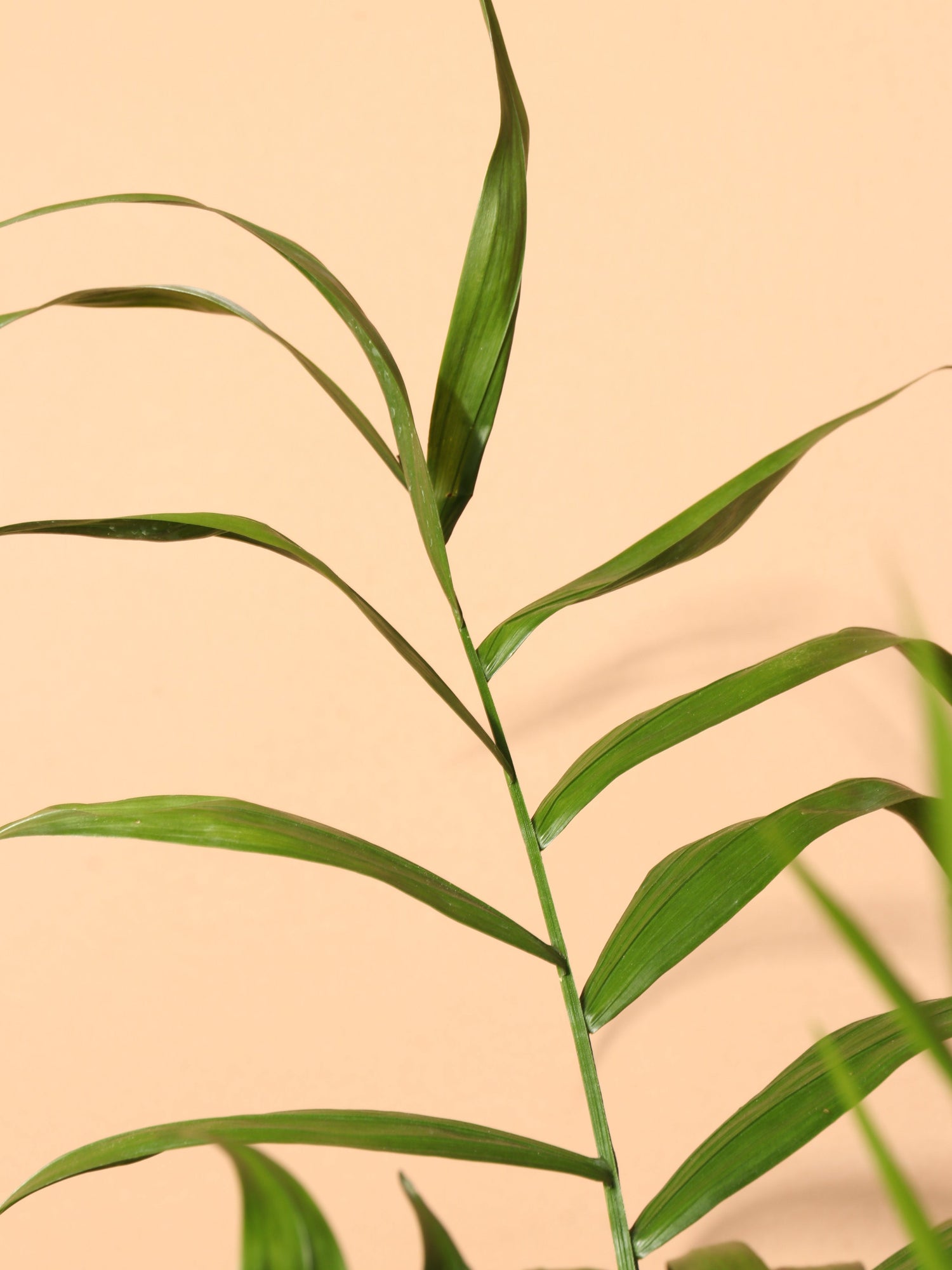 Large Parlor Palm