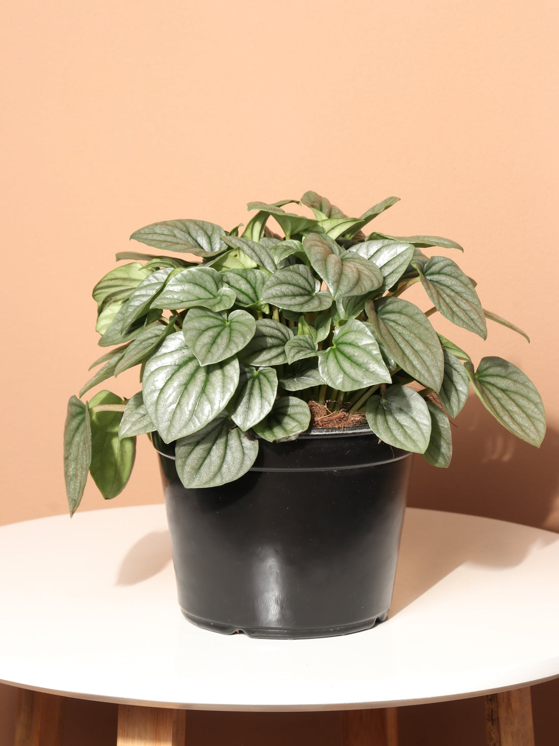 Medium Peperomia &