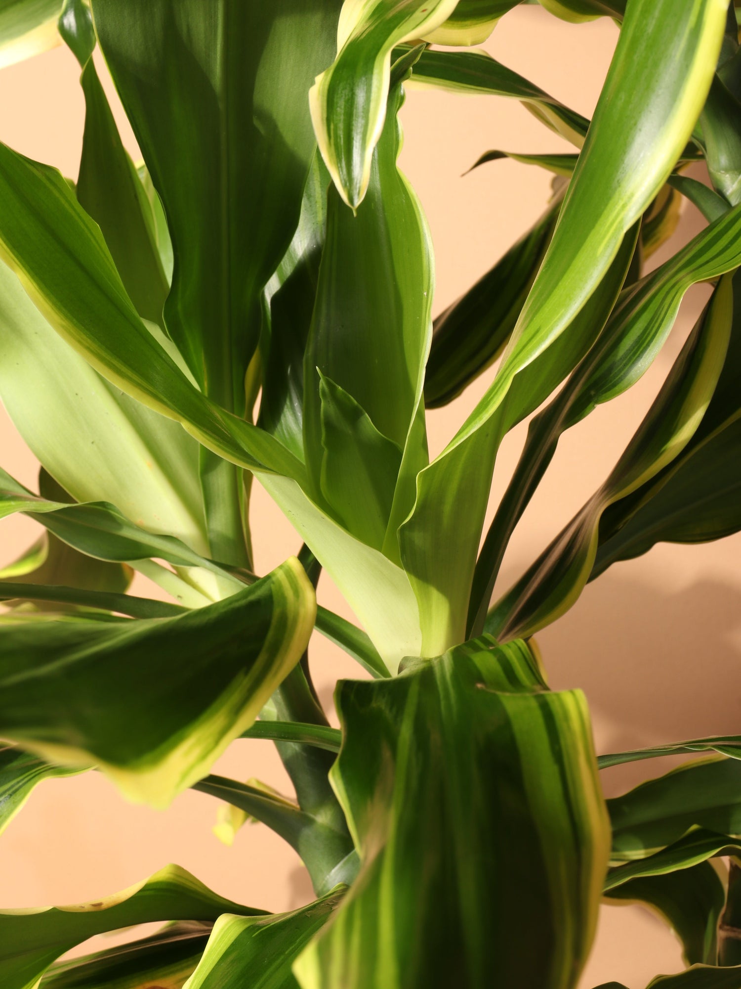 Large Dracaena Steudneri &