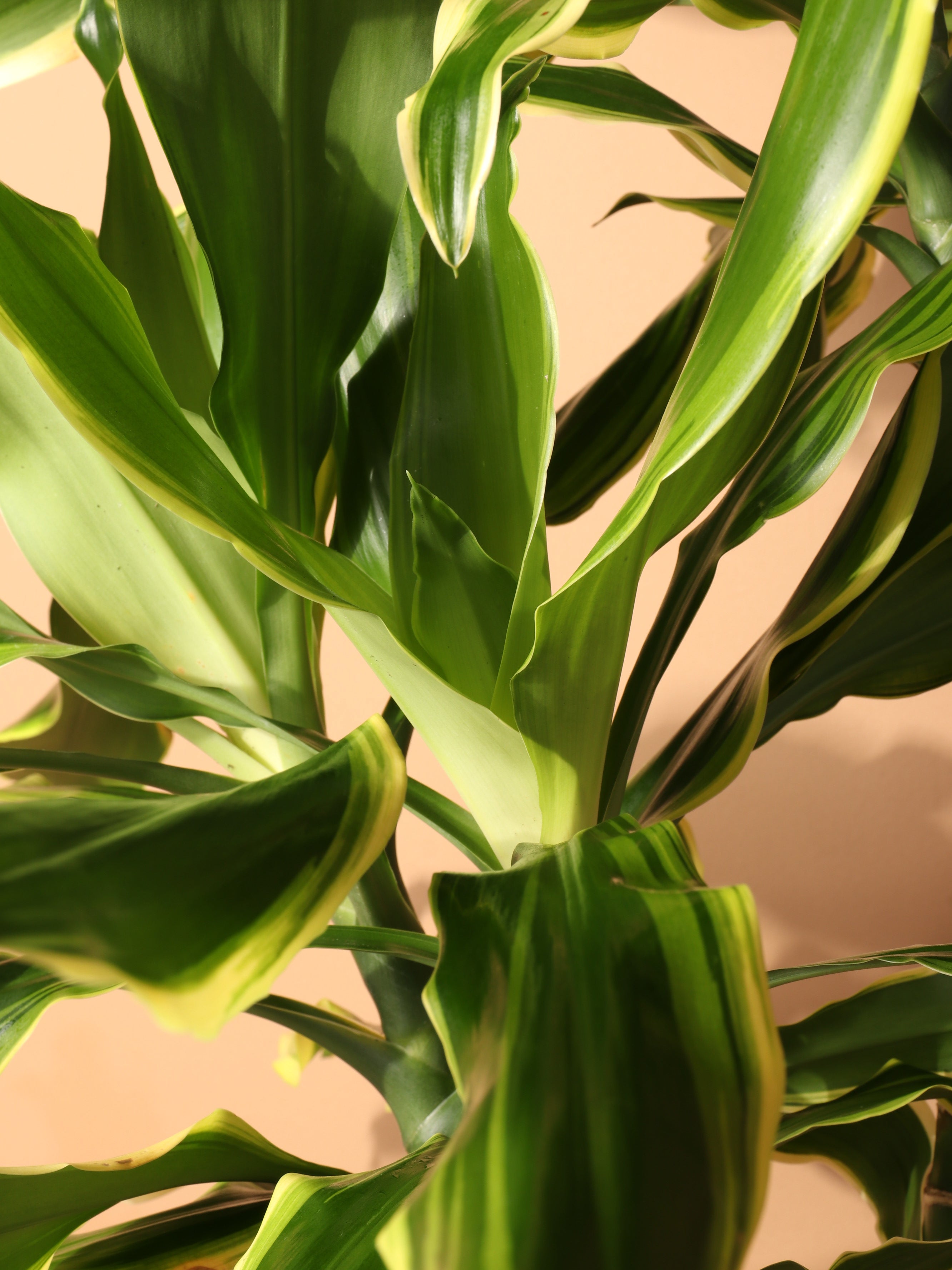 Large Dracaena Steudneri &