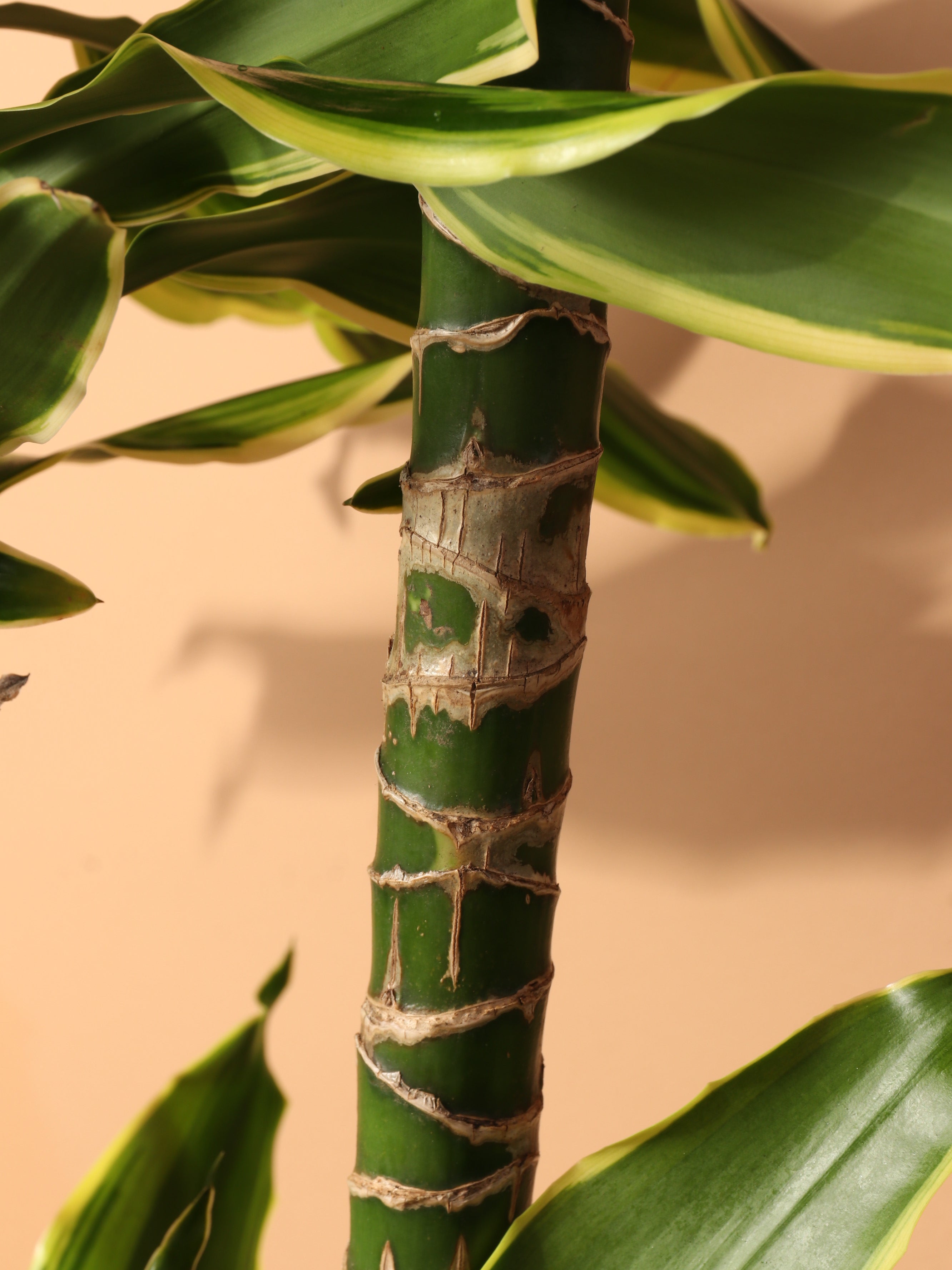 Large Dracaena Steudneri &