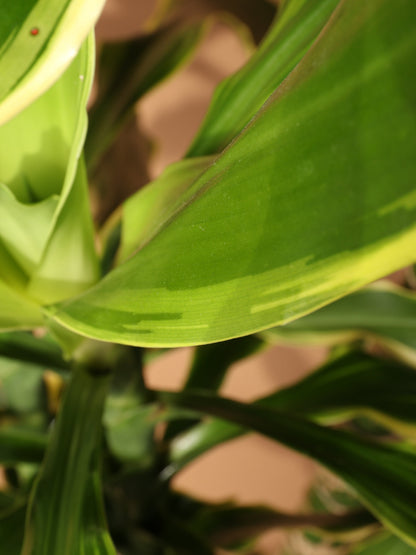 Large Dracaena Steudneri &