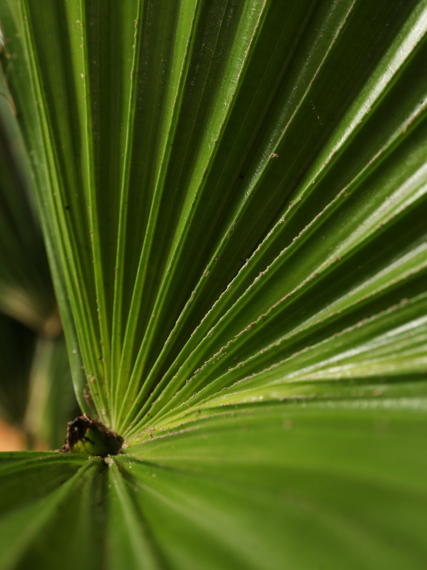 Large Chinese Fan Palm