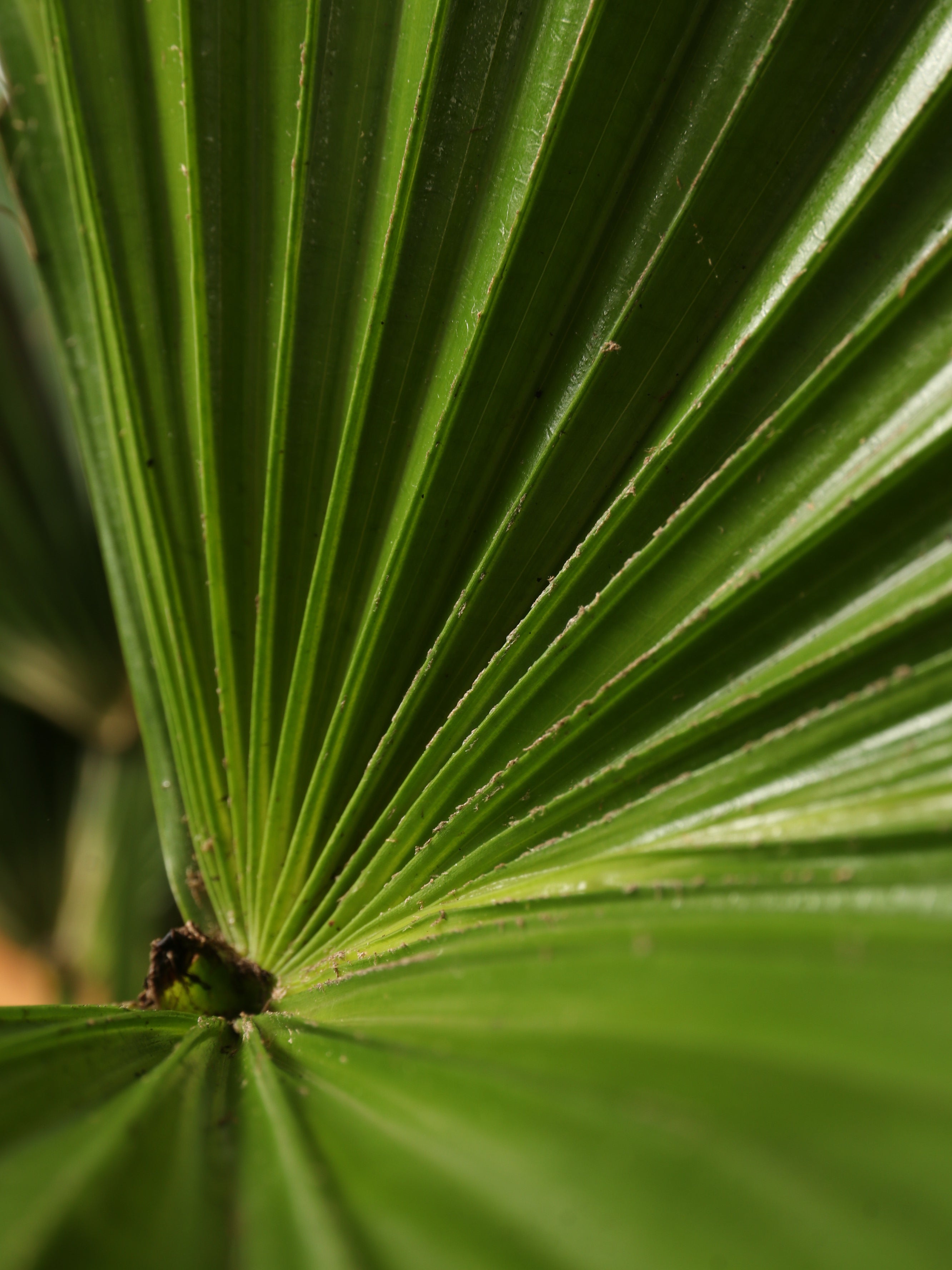 Large Chinese Fan Palm