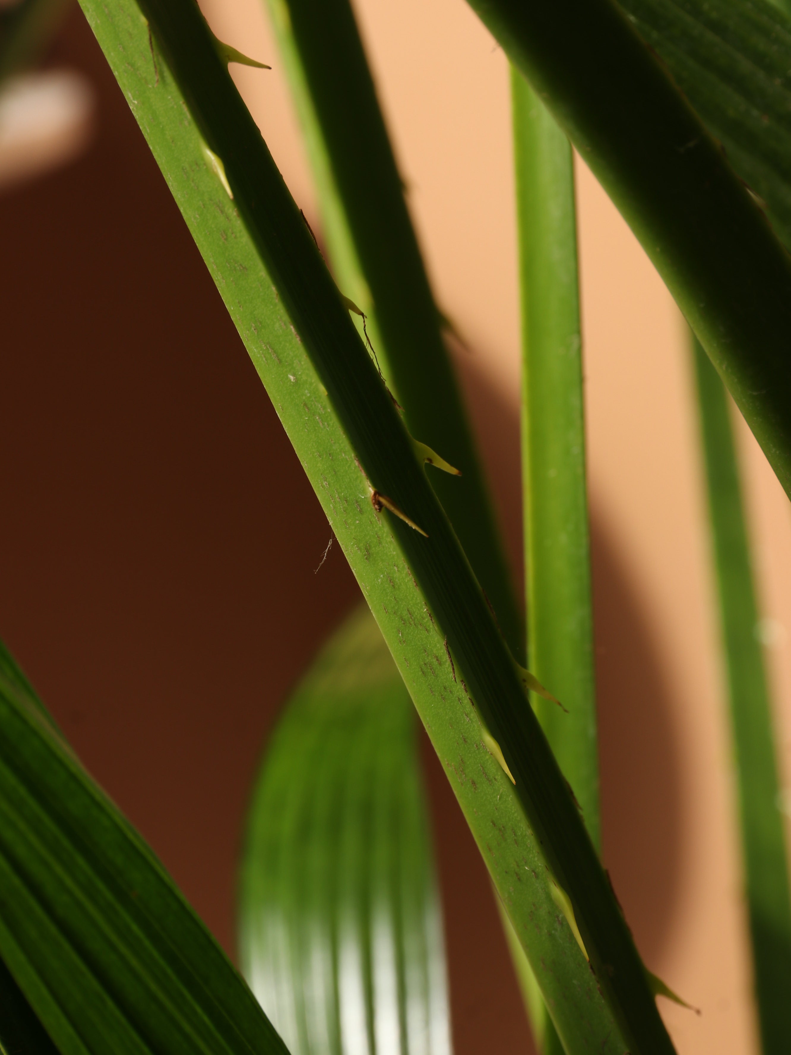 Large Chinese Fan Palm