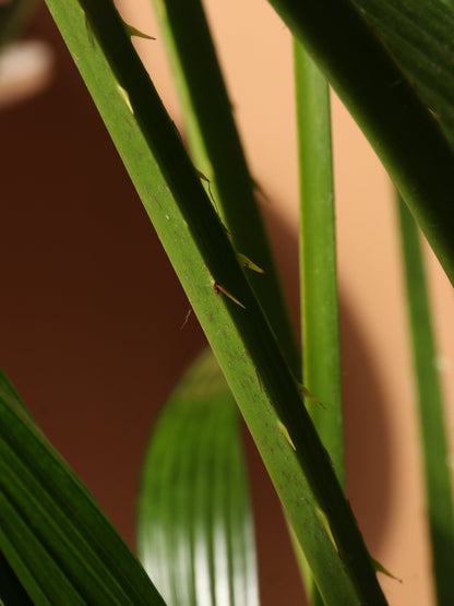 Large Chinese Fan Palm